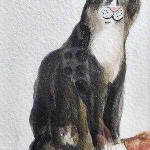 Chat long noir et blanc assis