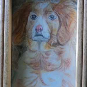Portrait d'un épagneul orange aux pastels secs
