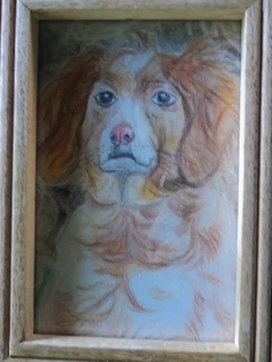 Portrait d'un épagneul orange aux pastels secs