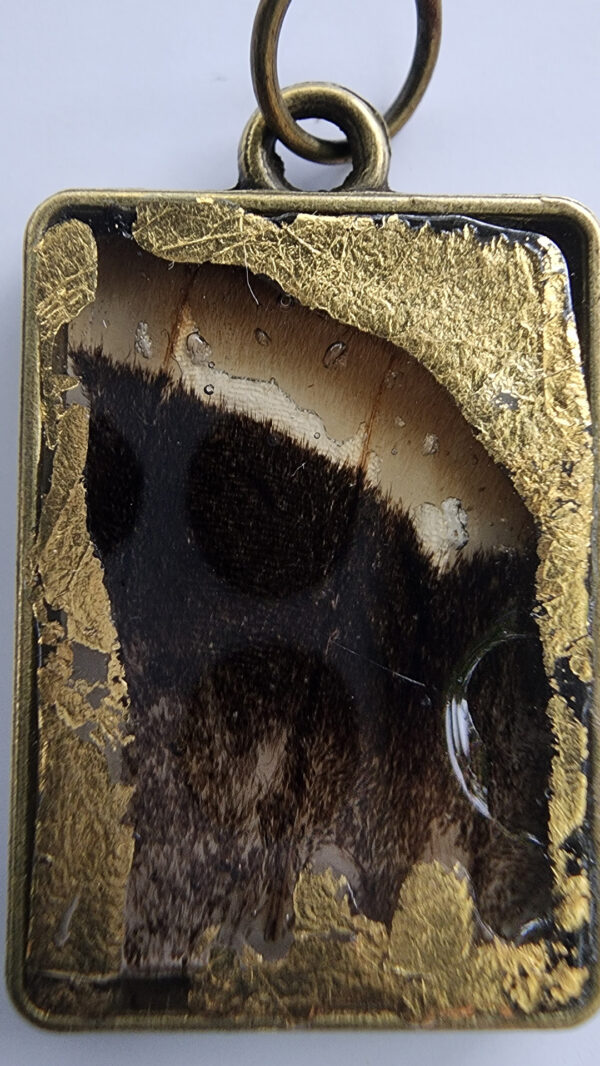 Ocellé de bronze détail Ocellé de bronze détail