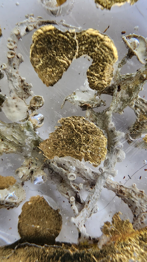 Orée de mousse détail Orée de mousse détail